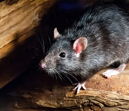 Dératisation