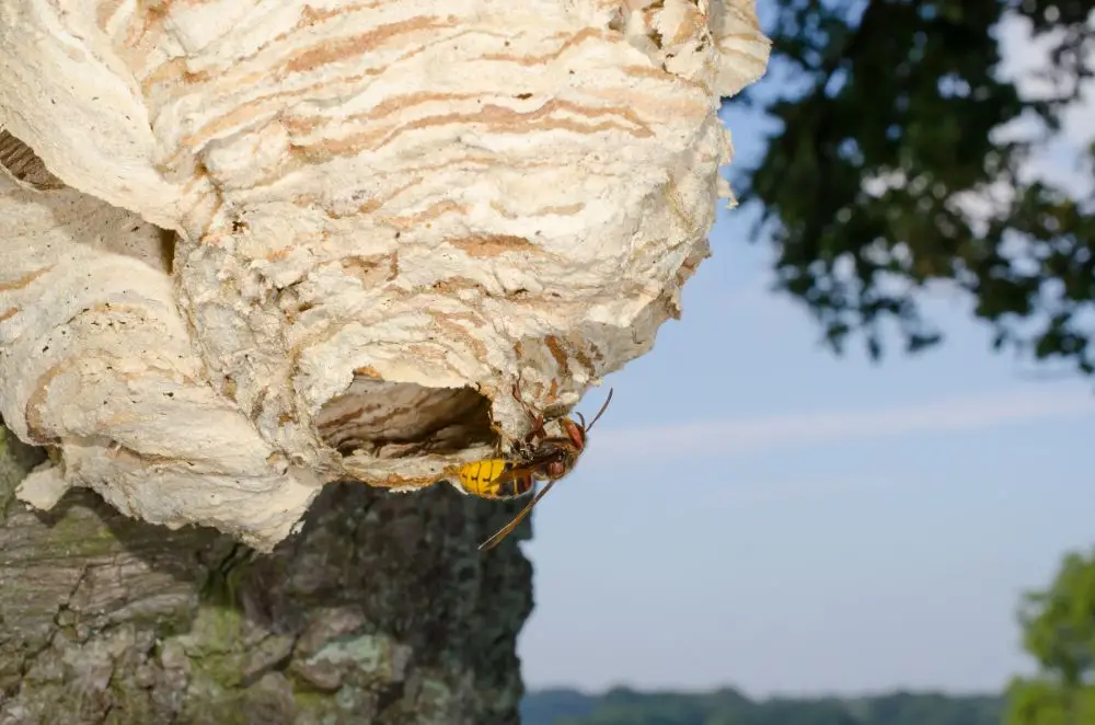 Destruction de nids de frelons et frelons asiatiques à Douai